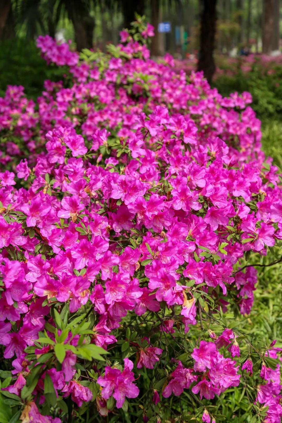 目前,70余种2万余株杜鹃正陆续开放,东鹃,毛鹃,夏鹃,西鹃和映山红五大