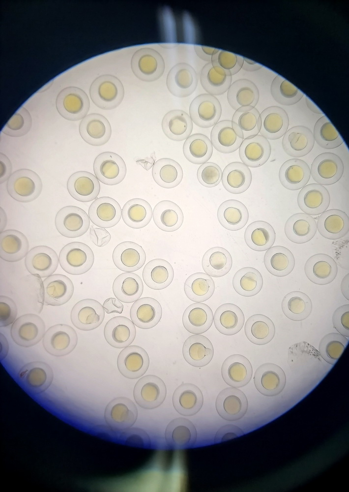 厉害了!让斑马鱼吃中药寻找处方秘密