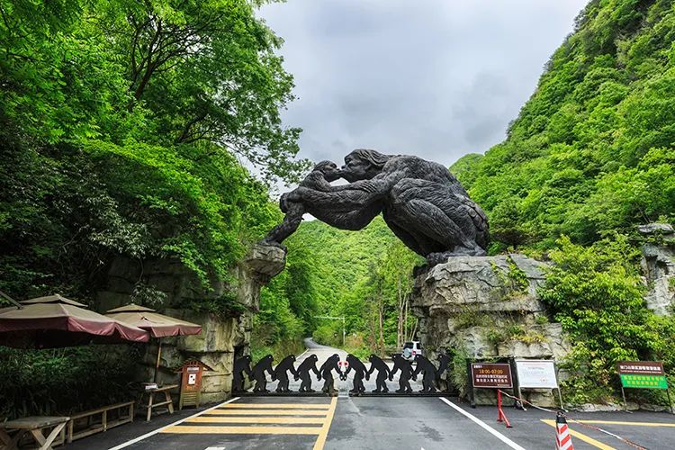 陈彩霞,神农架去广东接你了!