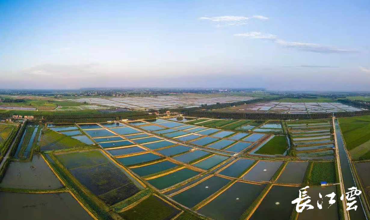兴湖水产养殖合作社基地,徐幼堂正通过在线监测系统查看龙虾长势情况