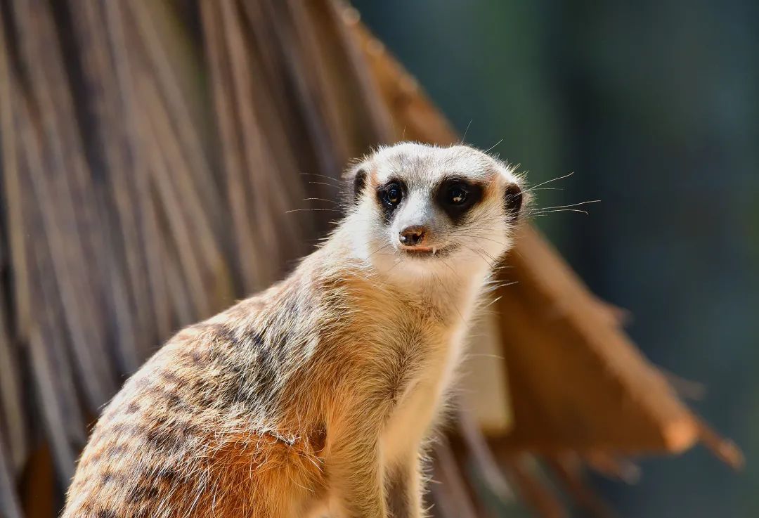 《动物传奇》它来啦!它来啦!它戴着墨镜走来啦!——细尾獴