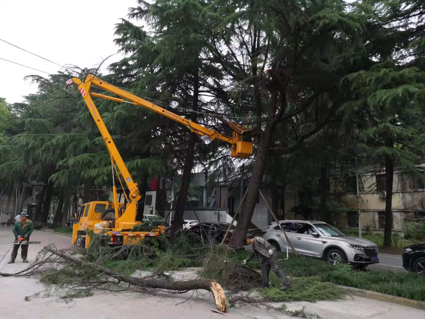 修剪树木解民忧