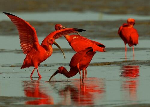 虾蟹一煮熟就变成红色是因为甲壳中的虾青素