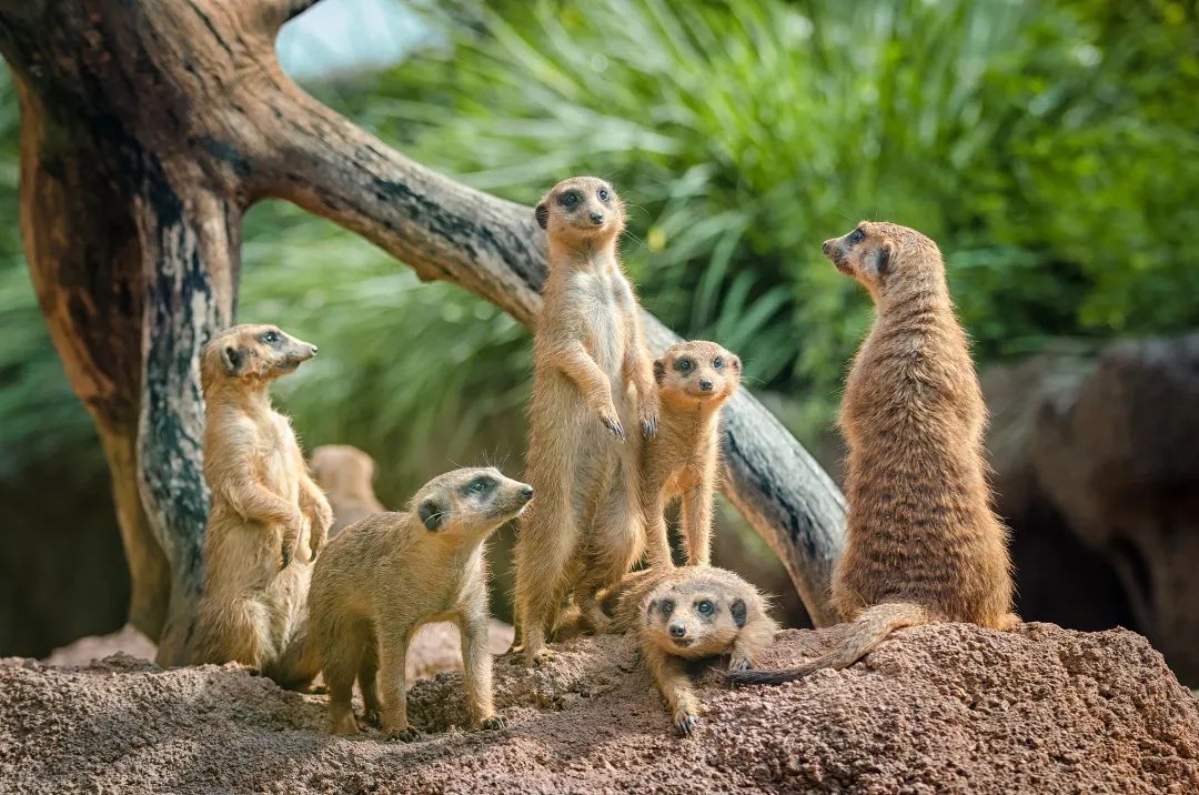《动物传奇》它来啦!它来啦!它戴着墨镜走来啦!——细尾獴