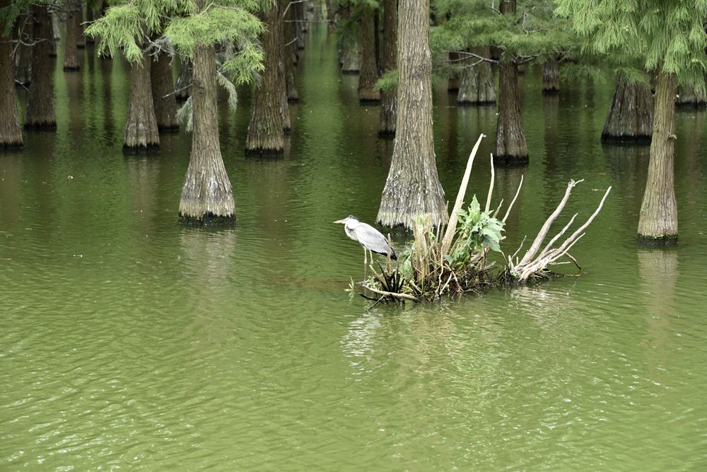 長江日報記者戴紅兵 攝漲渡湖溼地水上森林路邊的夜鷺幼鳥.