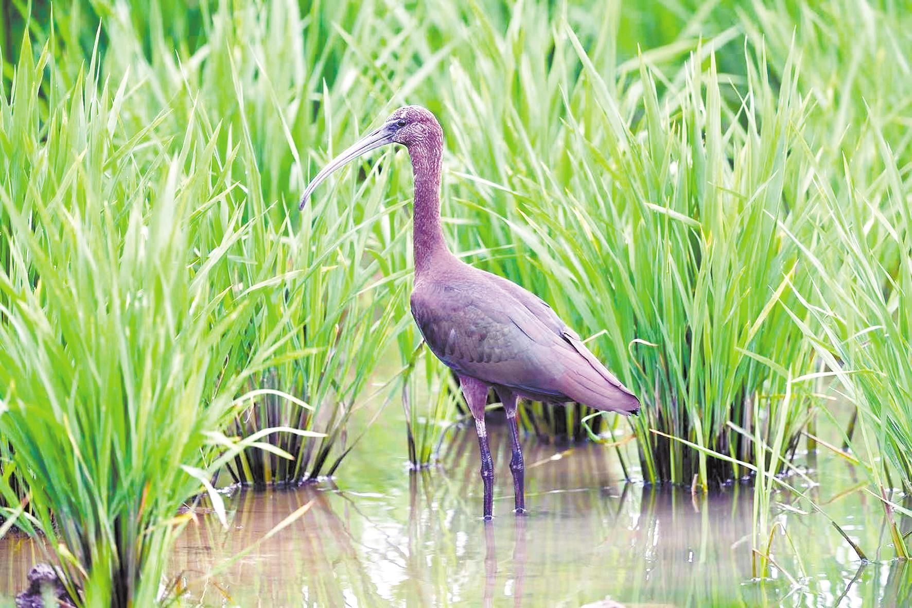 鸟中熊猫彩鹮再次现身江汉油田