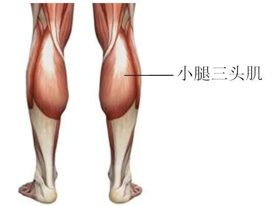 小腿肱三头肌位置图图片