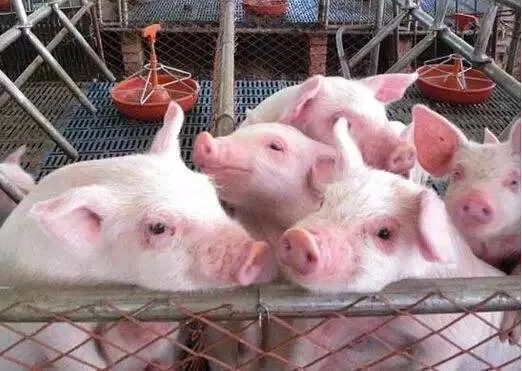 贷款买种猪,新建猪舍,购置皮卡车,他的养殖事业越做越大.