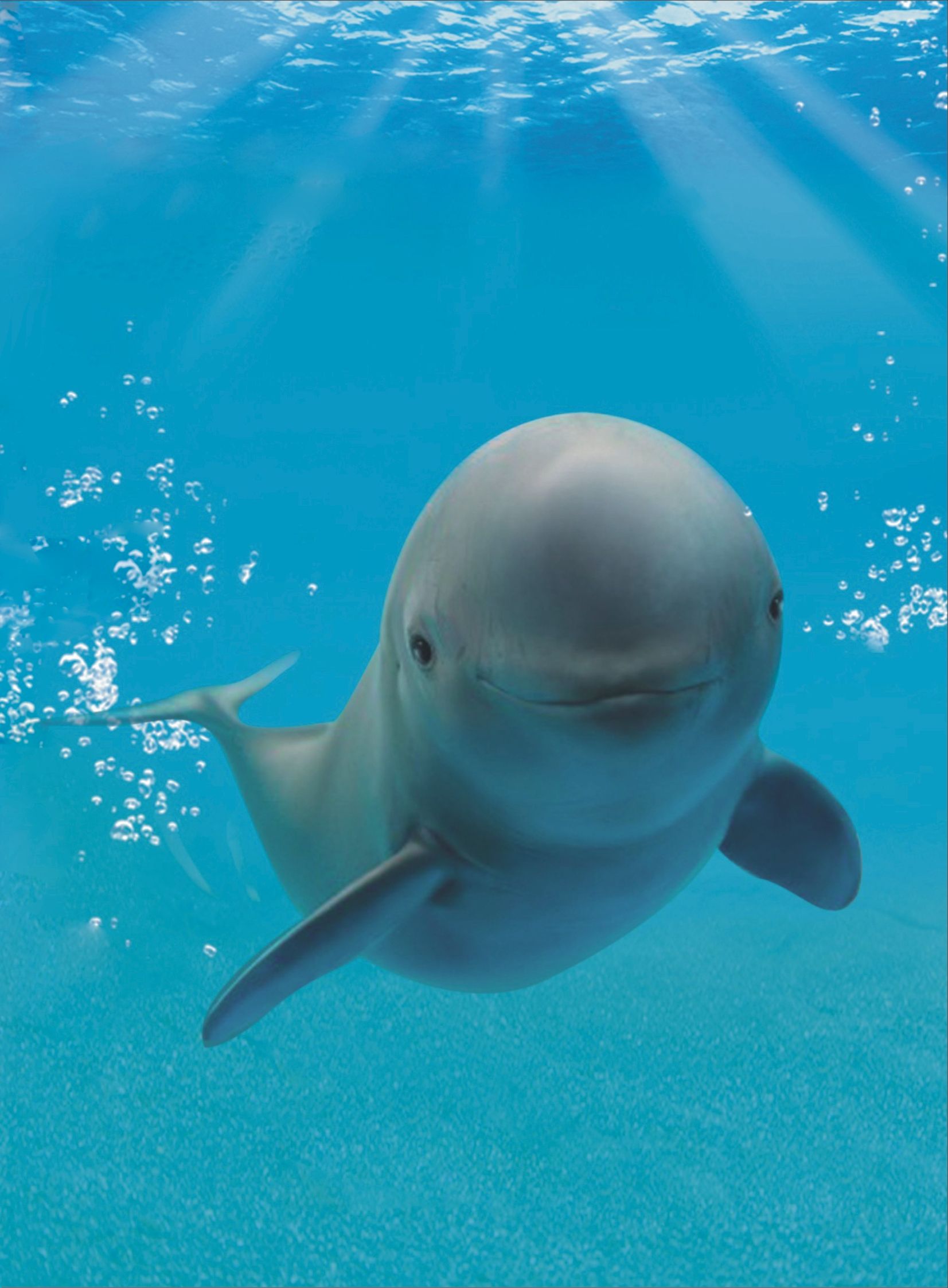 三个江豚繁育的故事