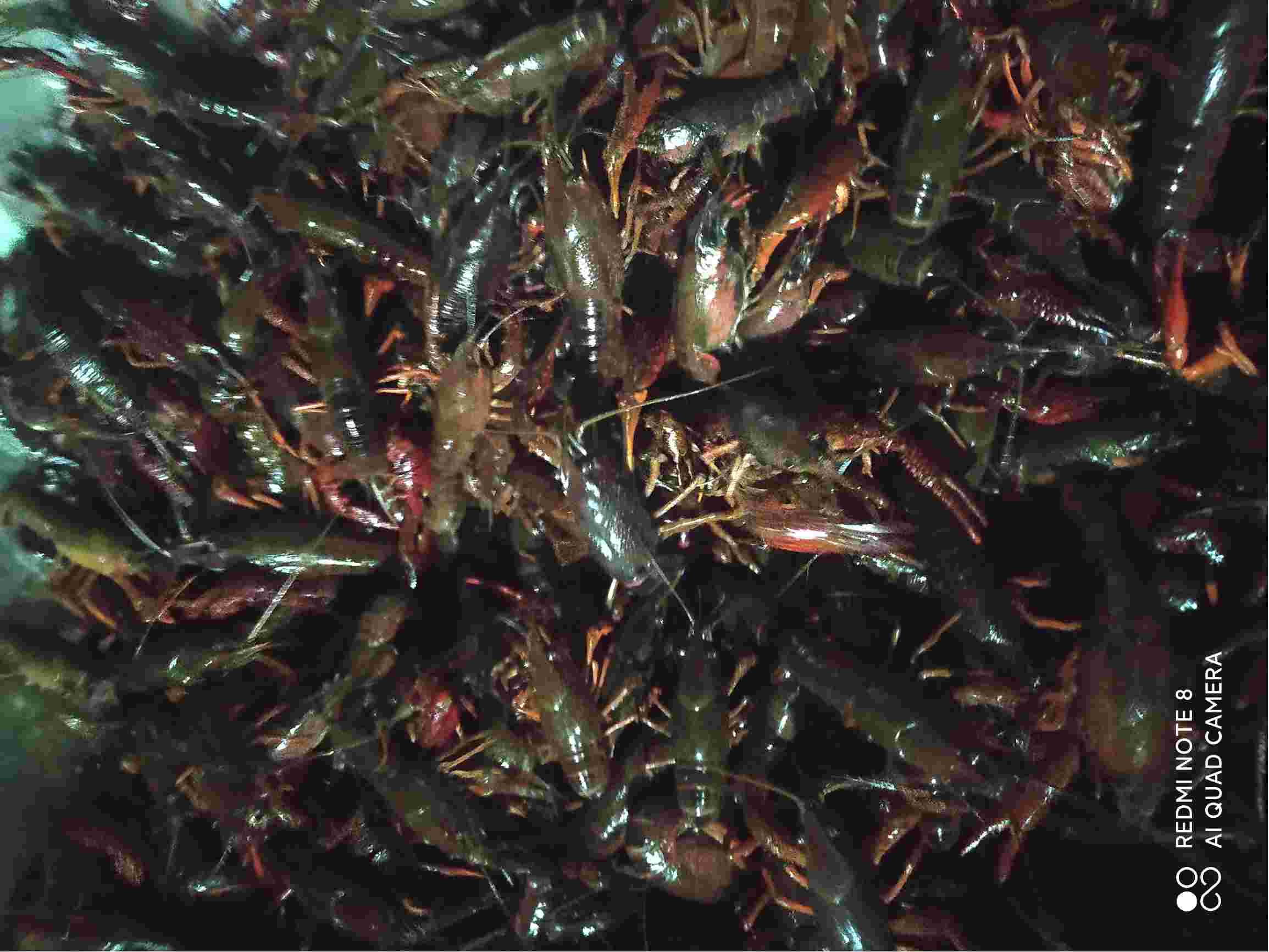 为什么我养的小龙虾是黑红色?