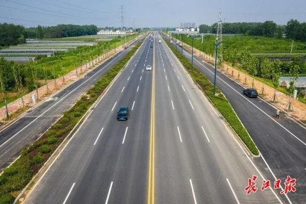 改造后的阳大路绿化景观也大幅提升,中央绿化带种植了夹竹桃,黄杨球