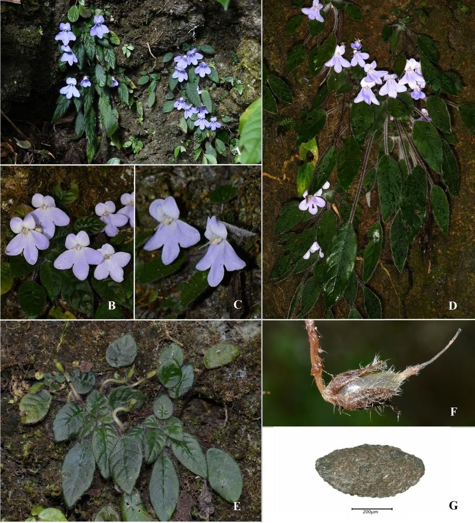 图a-d 大花石蝴蝶盛花期(b 花正面,c 花侧面);e 果期植株;f 成熟果实