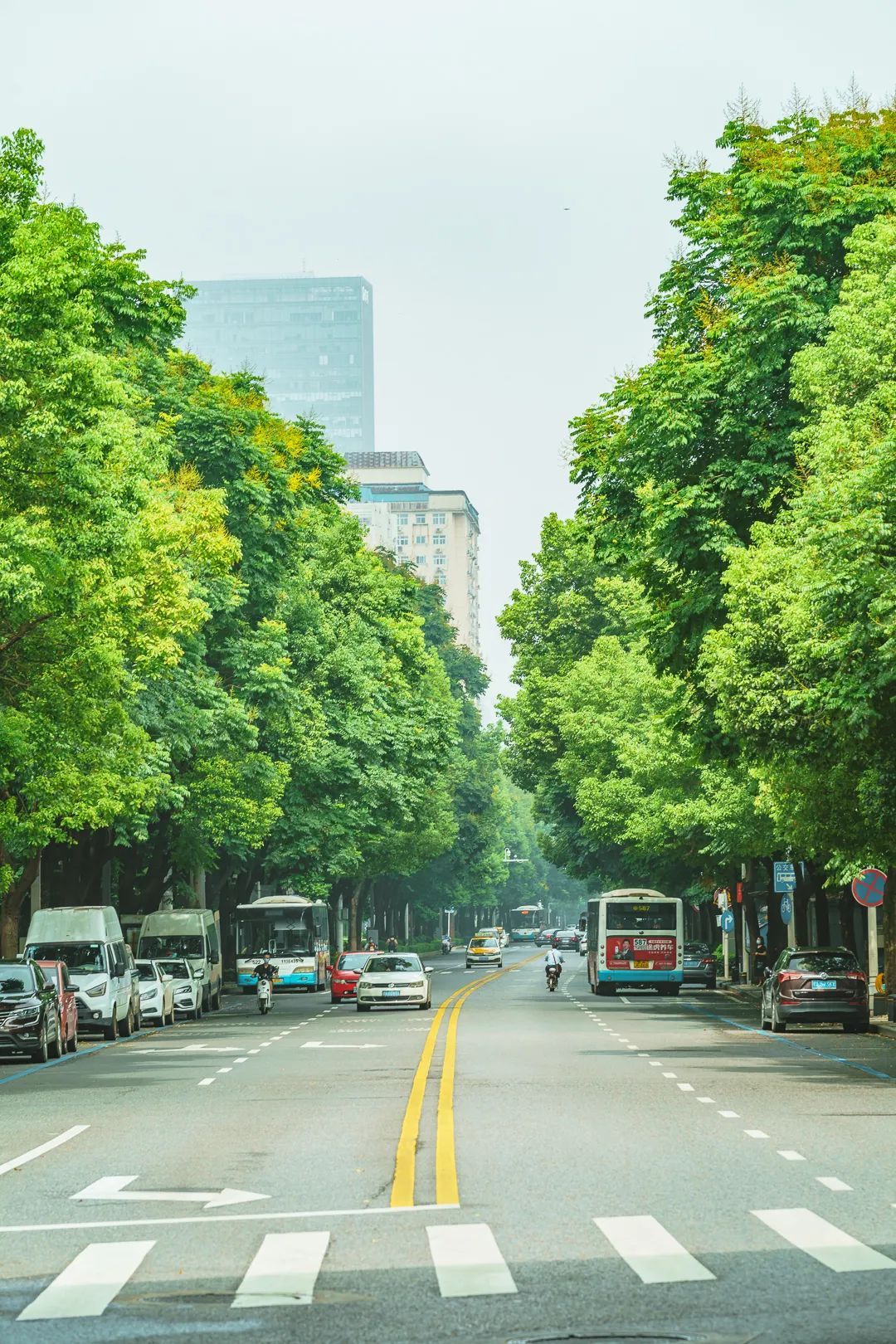 第二批"最美林荫路"出炉!一图带你穿越武汉这些最美林荫路