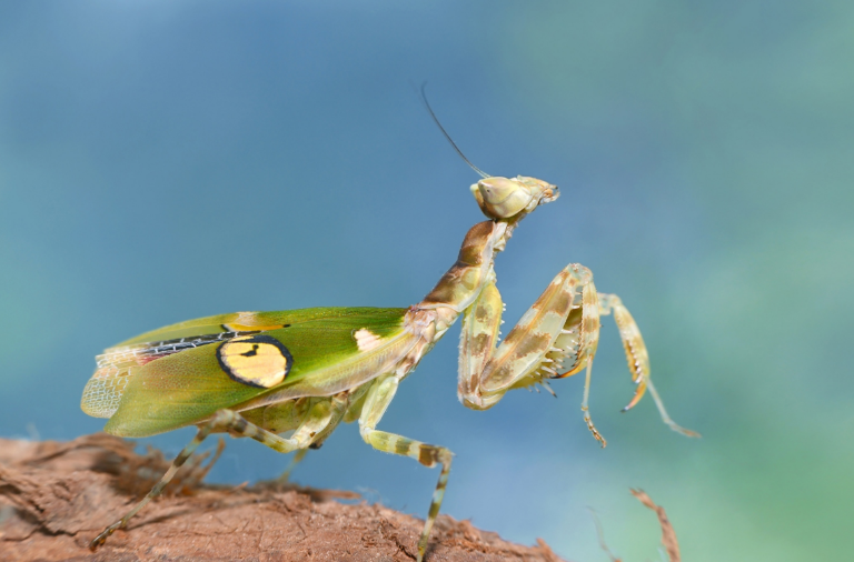 眼斑螳螂:较常见却很漂亮的经典螳螂品种,长相奇特,非常引人注意,因前