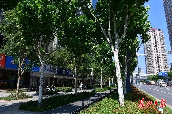 武汉三阳路这个"城市森林",路过别忘了打卡!