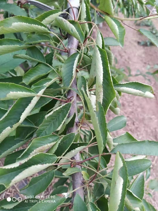 樱桃树叶子出现卷叶咋回事