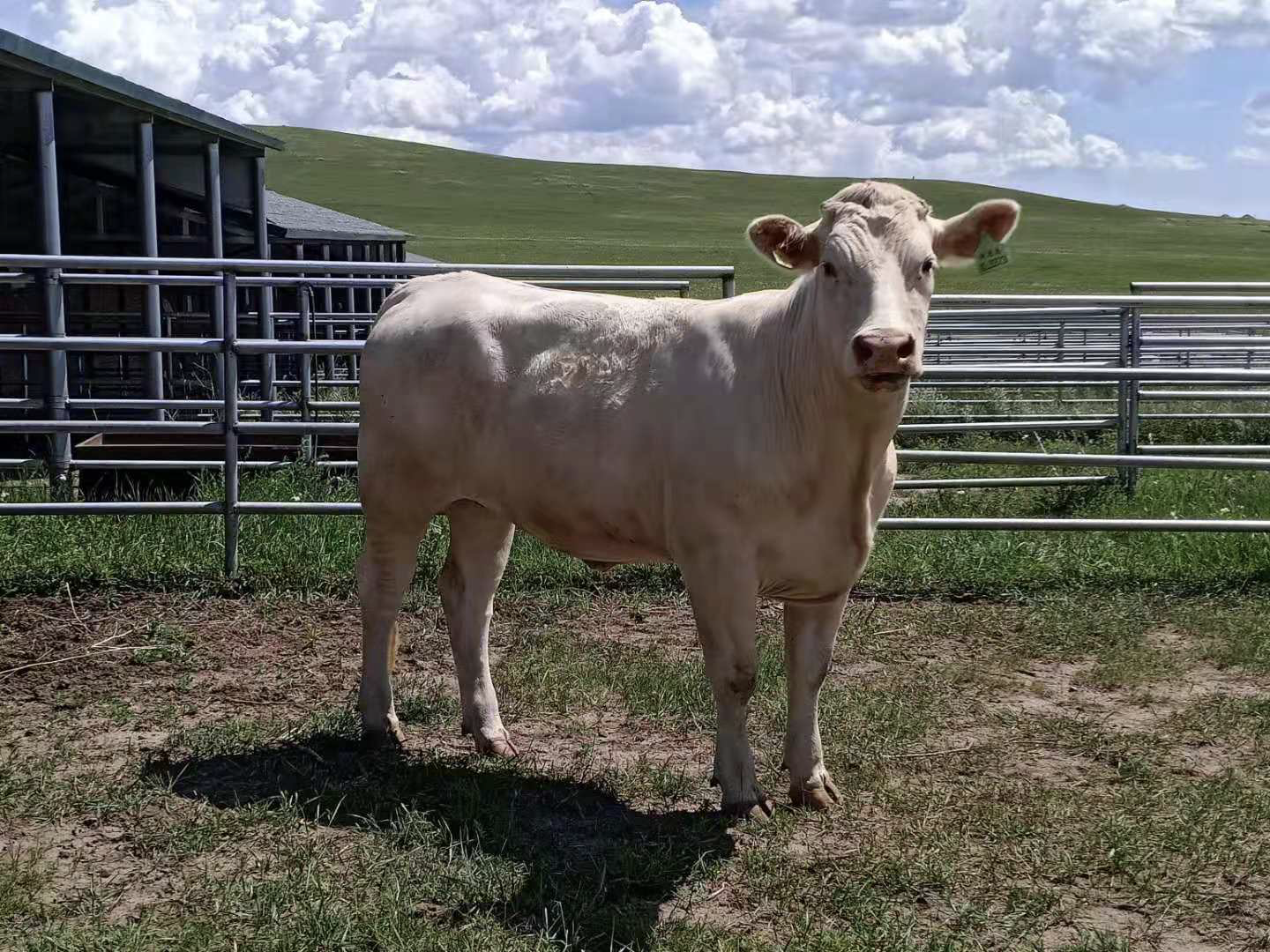 夏洛莱作为一种世界闻名的大型肉用品种牛