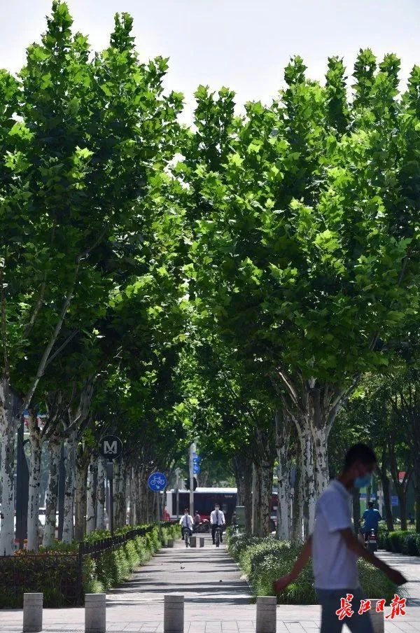 武汉三阳路这个"城市森林",路过别忘了打卡!