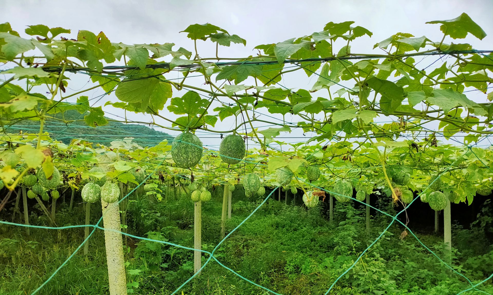 南漳吊瓜变金瓜村民乐开花