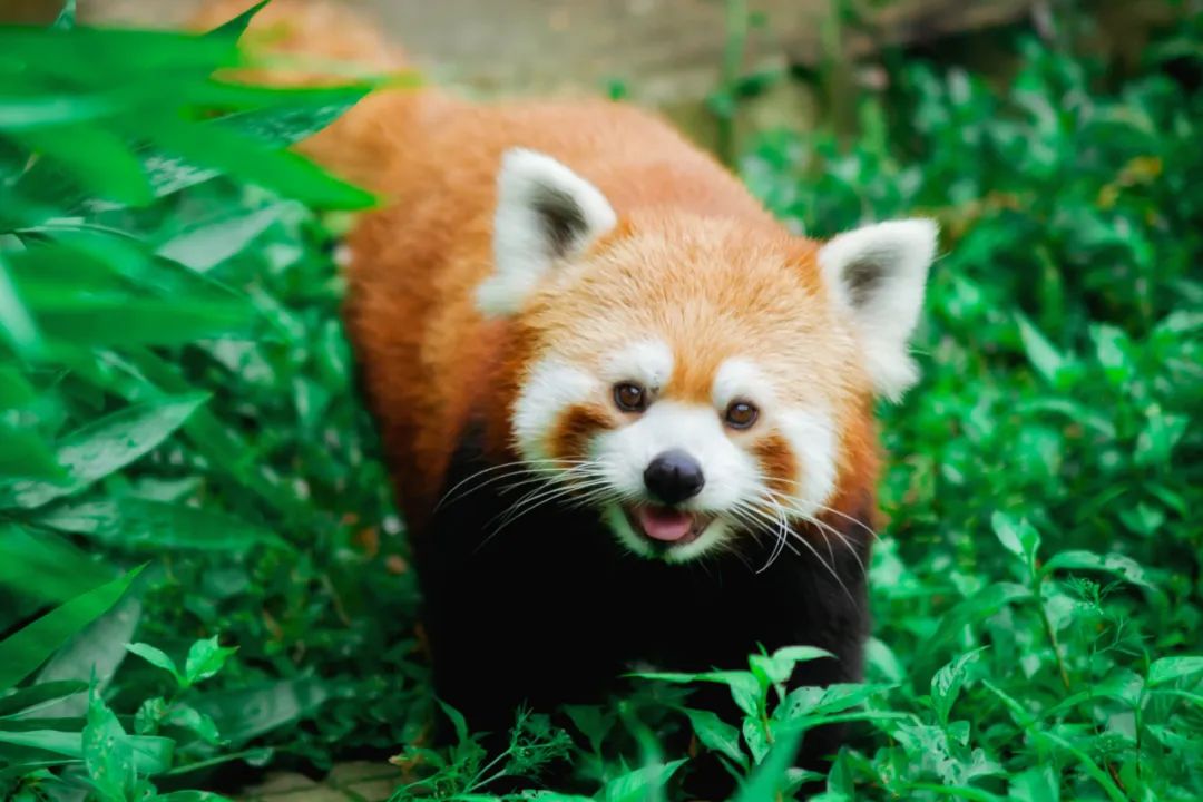 光穀神奇動物在哪裡?九峰森林動物園迴歸_長江雲 - 湖北網絡廣播電視