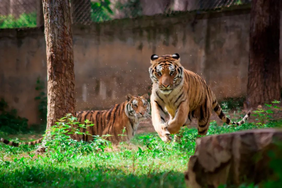 光穀神奇動物在哪裡九峰森林動物園迴歸