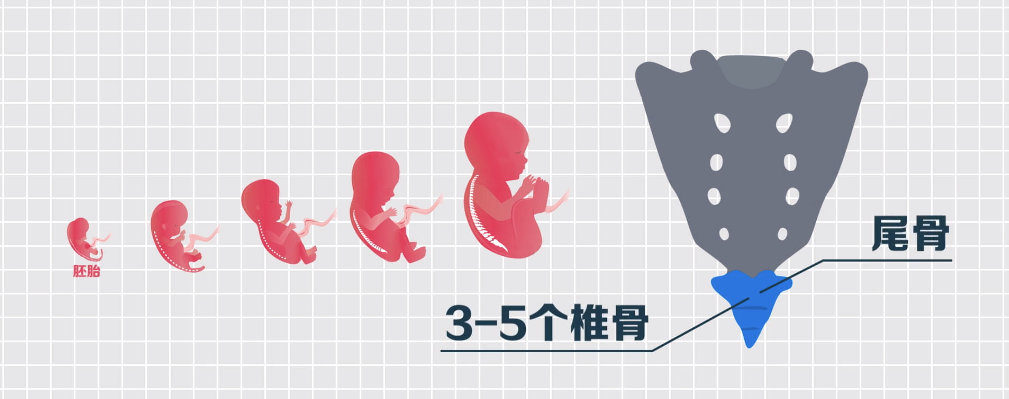 尾骨是脊柱最底部,臀部裂口上方的小三角骨,在我们还是胚胎的时候我们
