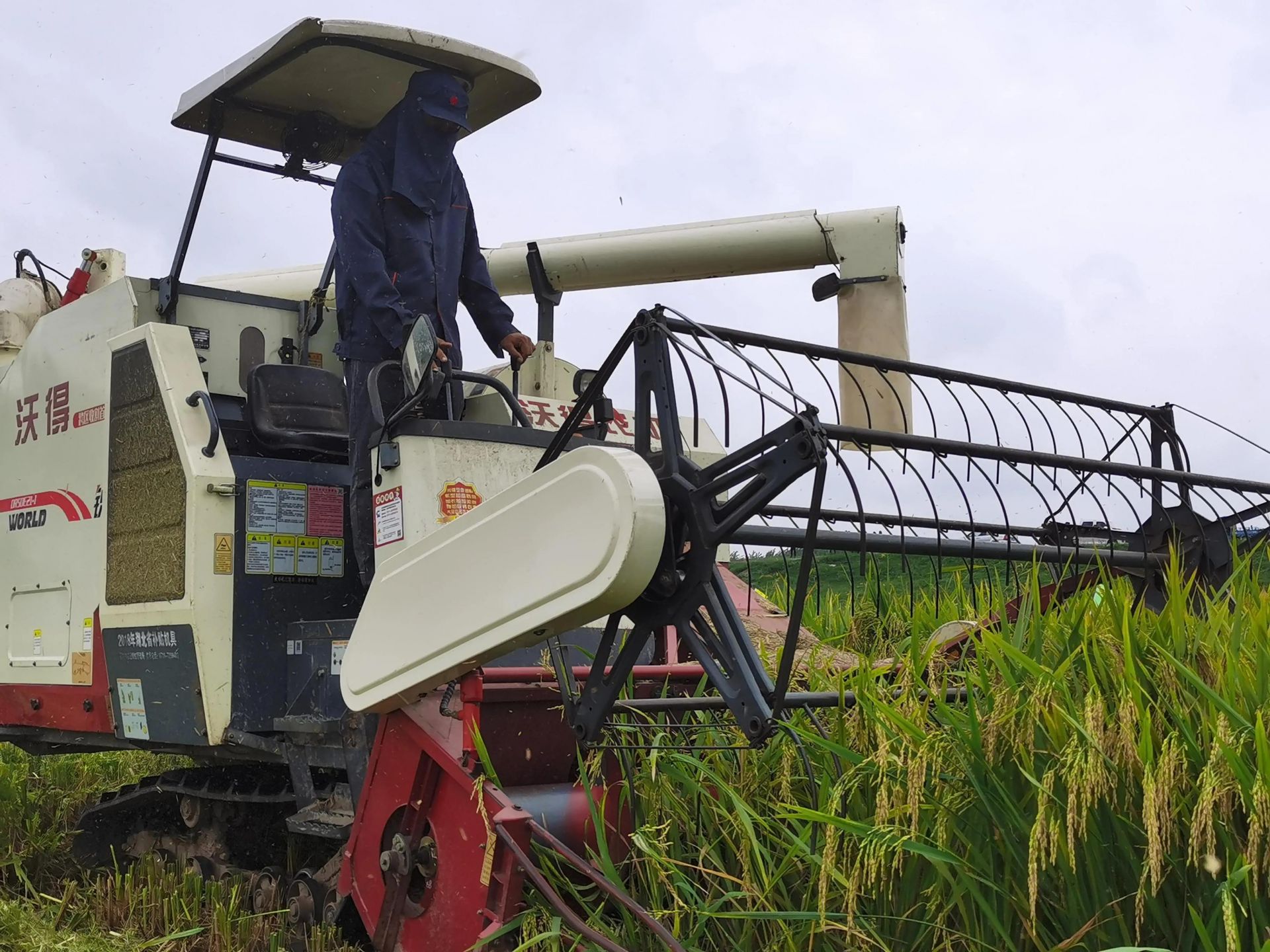 湖北水稻机收减损保障秋粮颗粒归仓