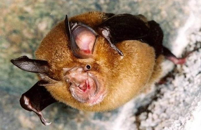 新研究新冠病毒和老挝采集的菊头蝠冠状病毒有共同关键特征