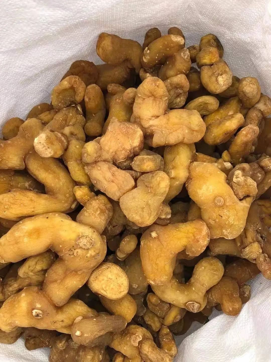 来凤"小疙瘩"带出的大产业 一亩黄精万斤粮