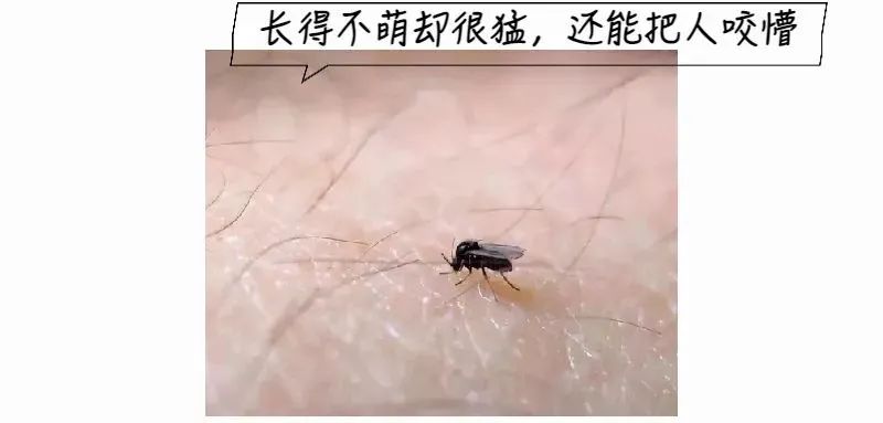 这种小飞虫咬人比蚊子猛6招能治它疾