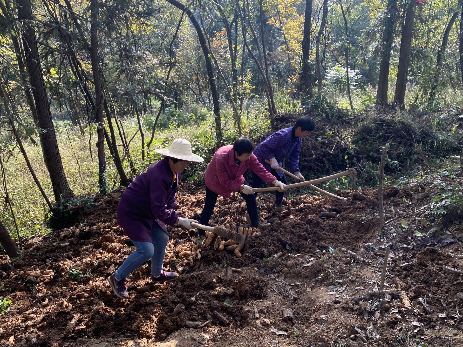 林药蜂生态种植新模式武陵药库湖北五峰趟出乡村振兴新路子