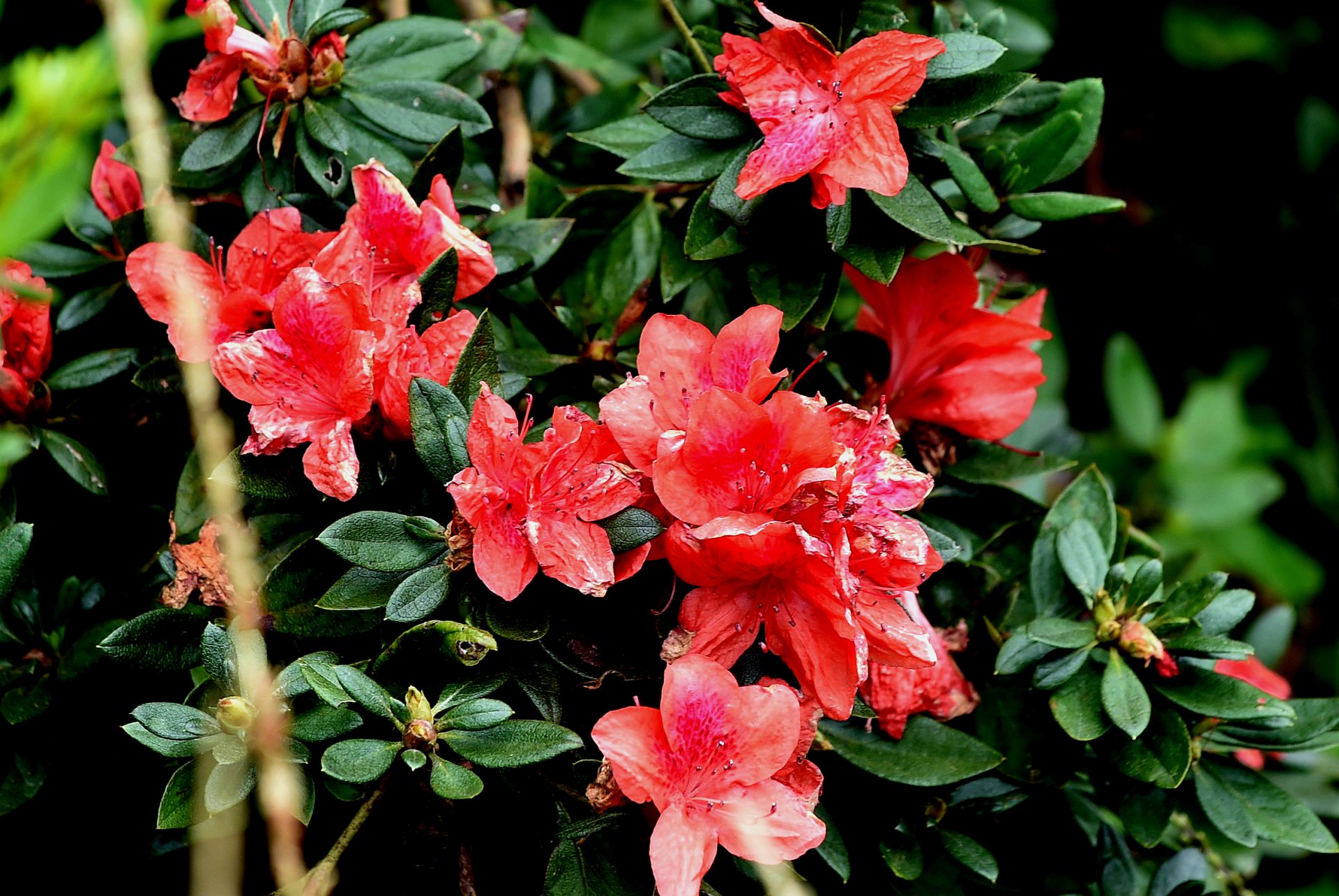 湖北南漳寒露节里杜鹃开