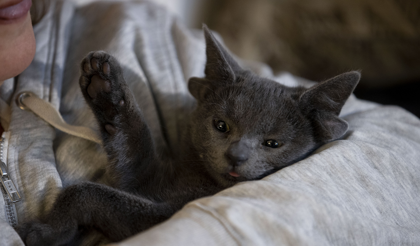 耳内有耳!土耳其一猫咪天生四只耳朵走红网络