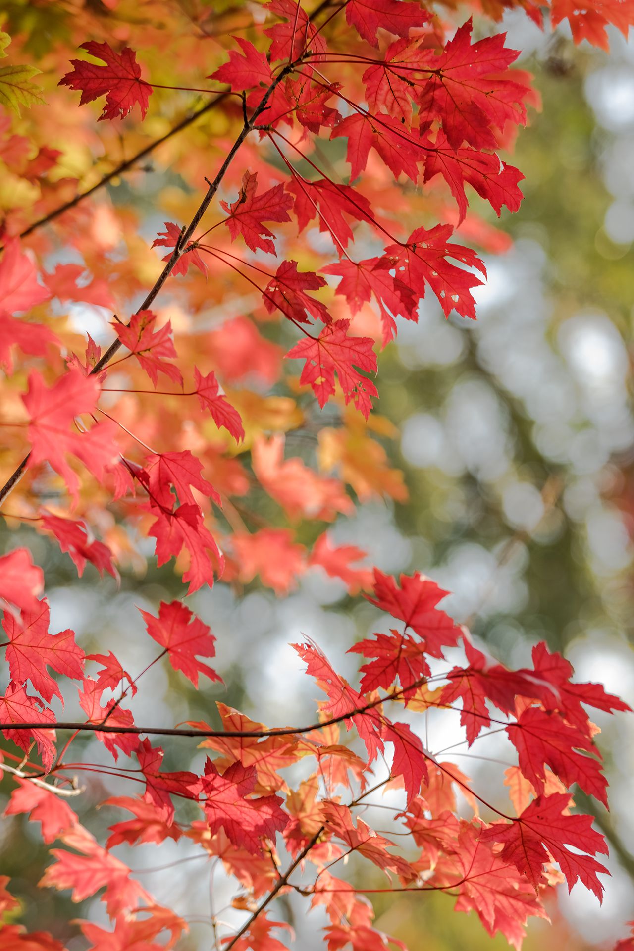 1280_1920竖版 竖屏