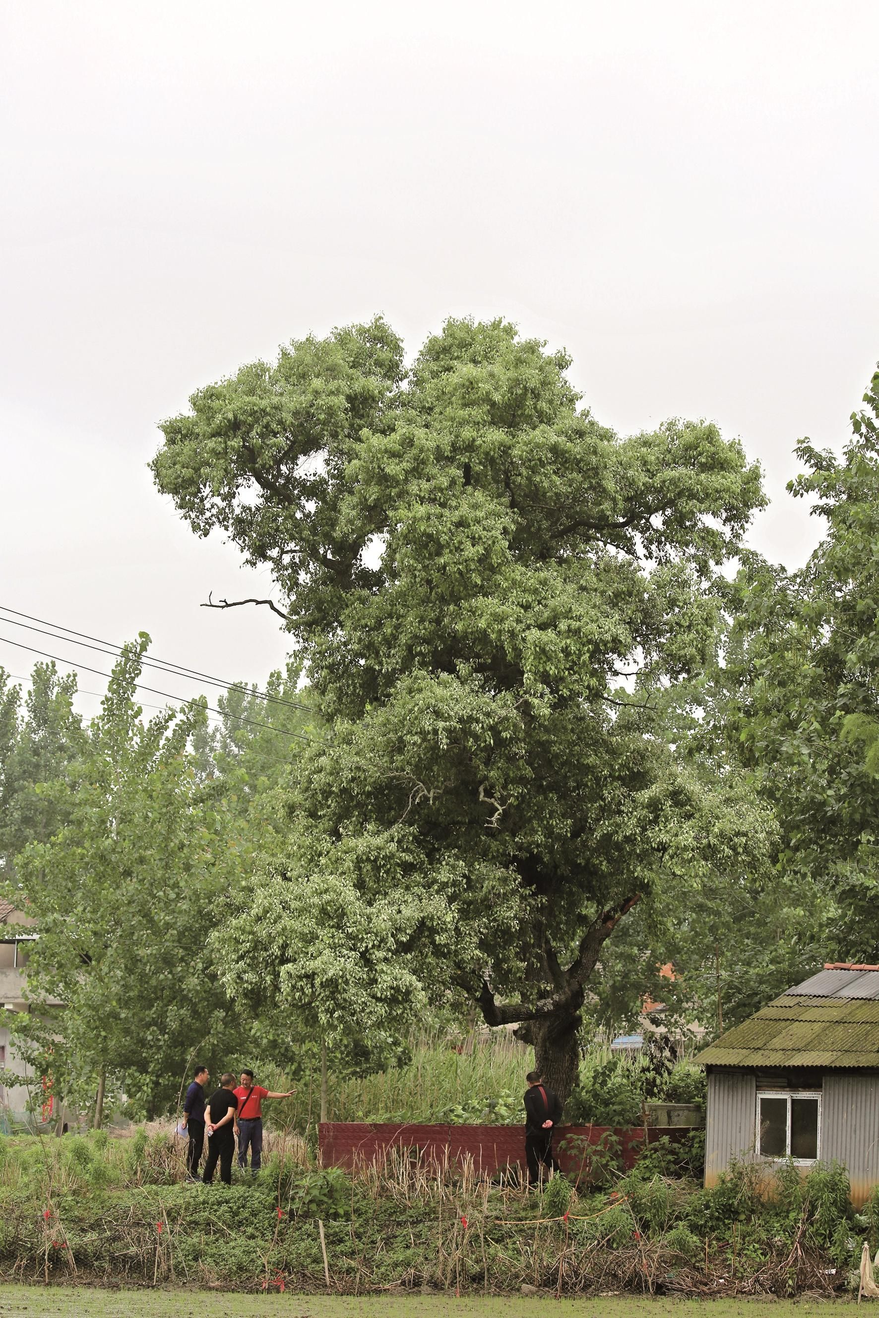 湖北古树神农架700余岁枫杨荣膺中国最美