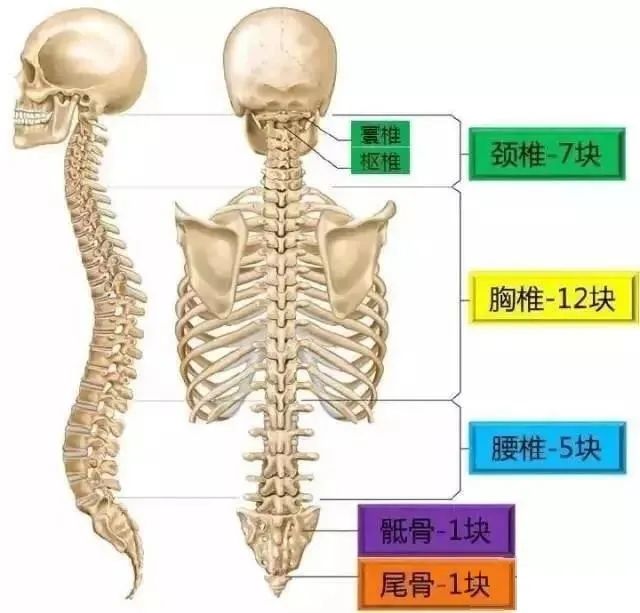 六个孩子中就有一个脊柱侧弯青春期孩子尤其要注意