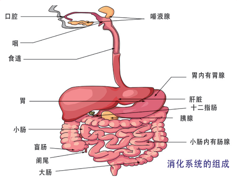 做个护胃达人