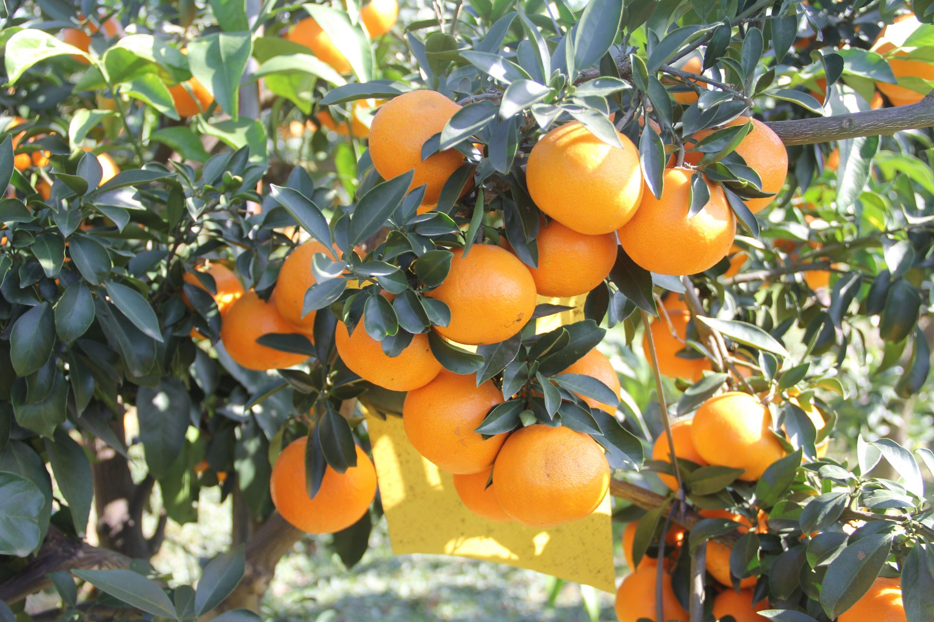 局的支持下,建成现代化设施柑桔大棚30亩,栽培了9个优质品种的柑桔