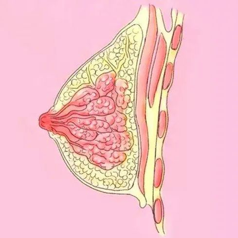 乳房一抓捏里面有硬块图片