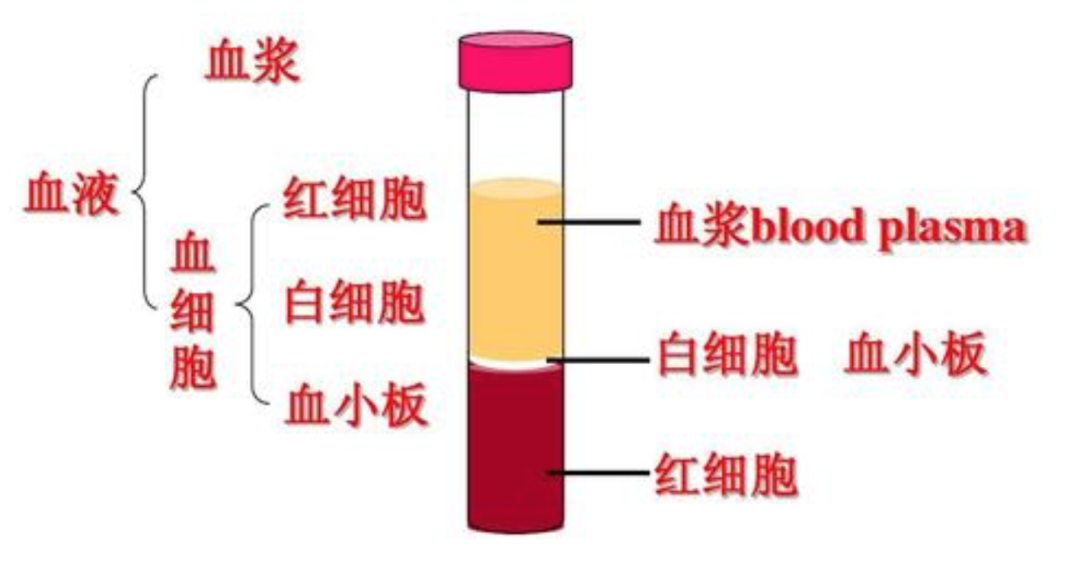 血常规报告有这3种箭头警惕白血病