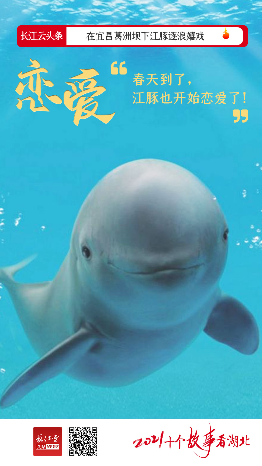 "春天来了,江豚也开始恋爱了!