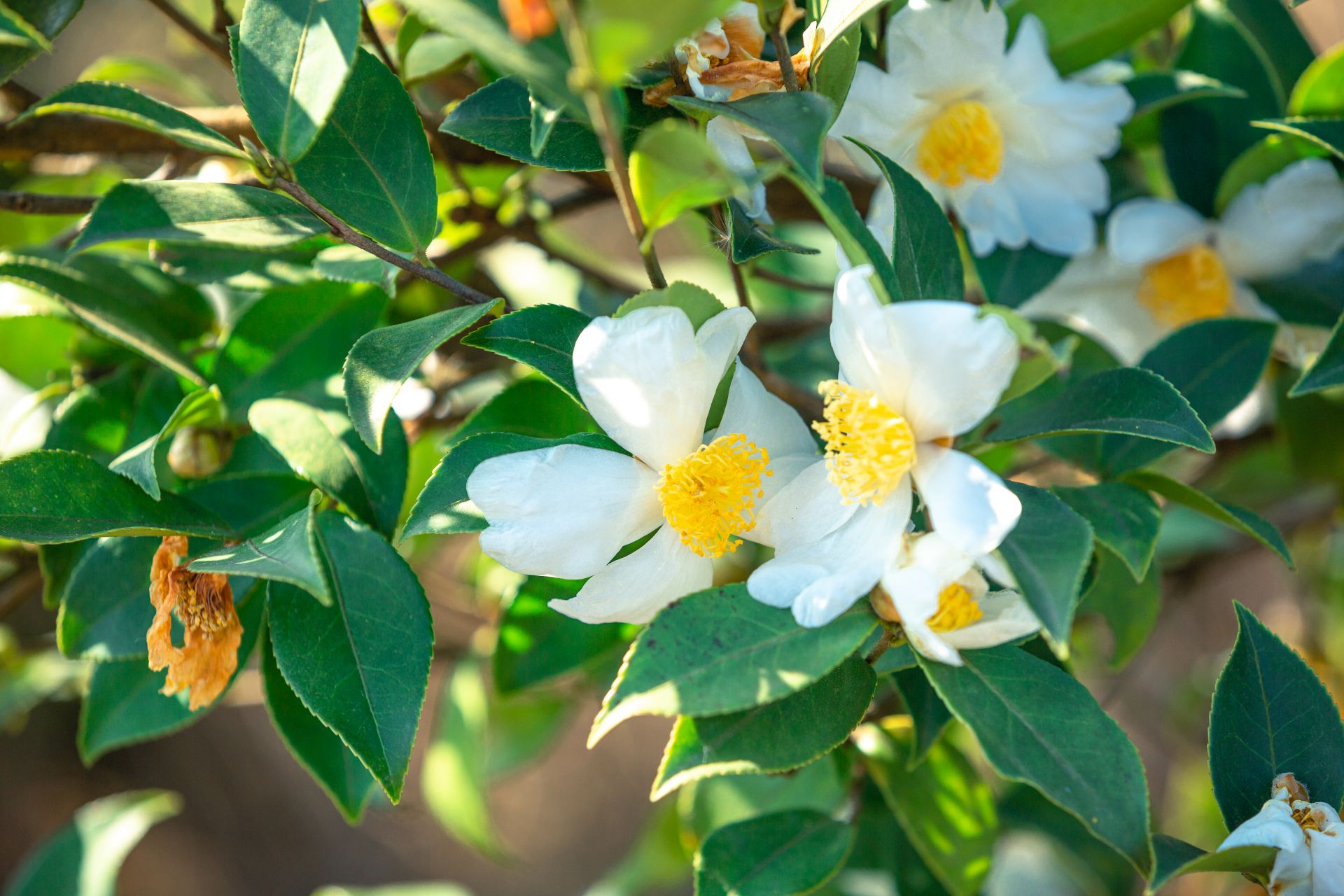 来凤千亩油茶花似雪