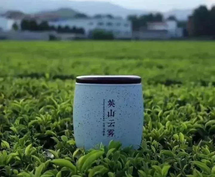 英山云雾茶图片