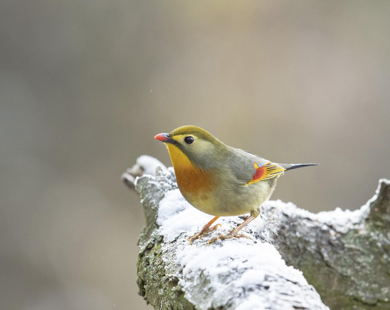 极美湖北每日一景丨湖北南漳爱情鸟红嘴相思鸟