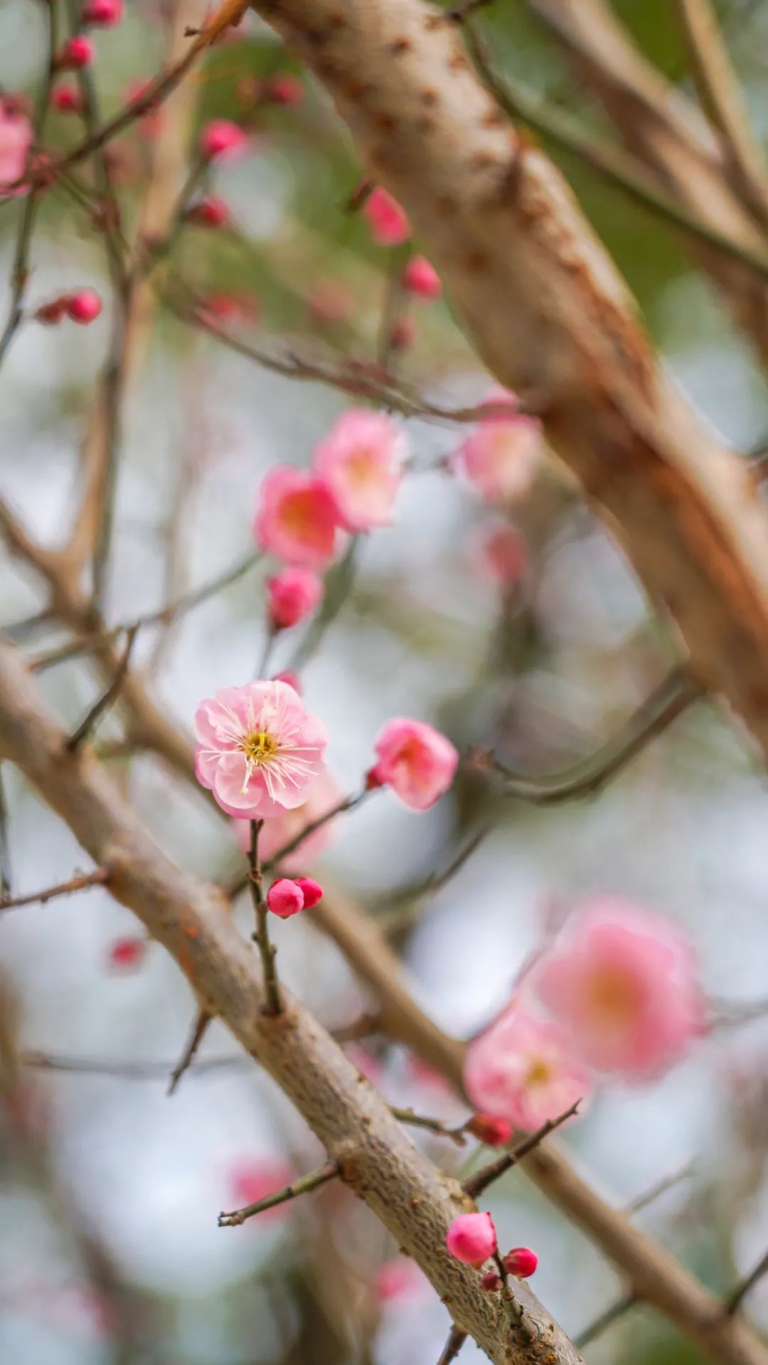 上热搜年味到武汉市花已上线