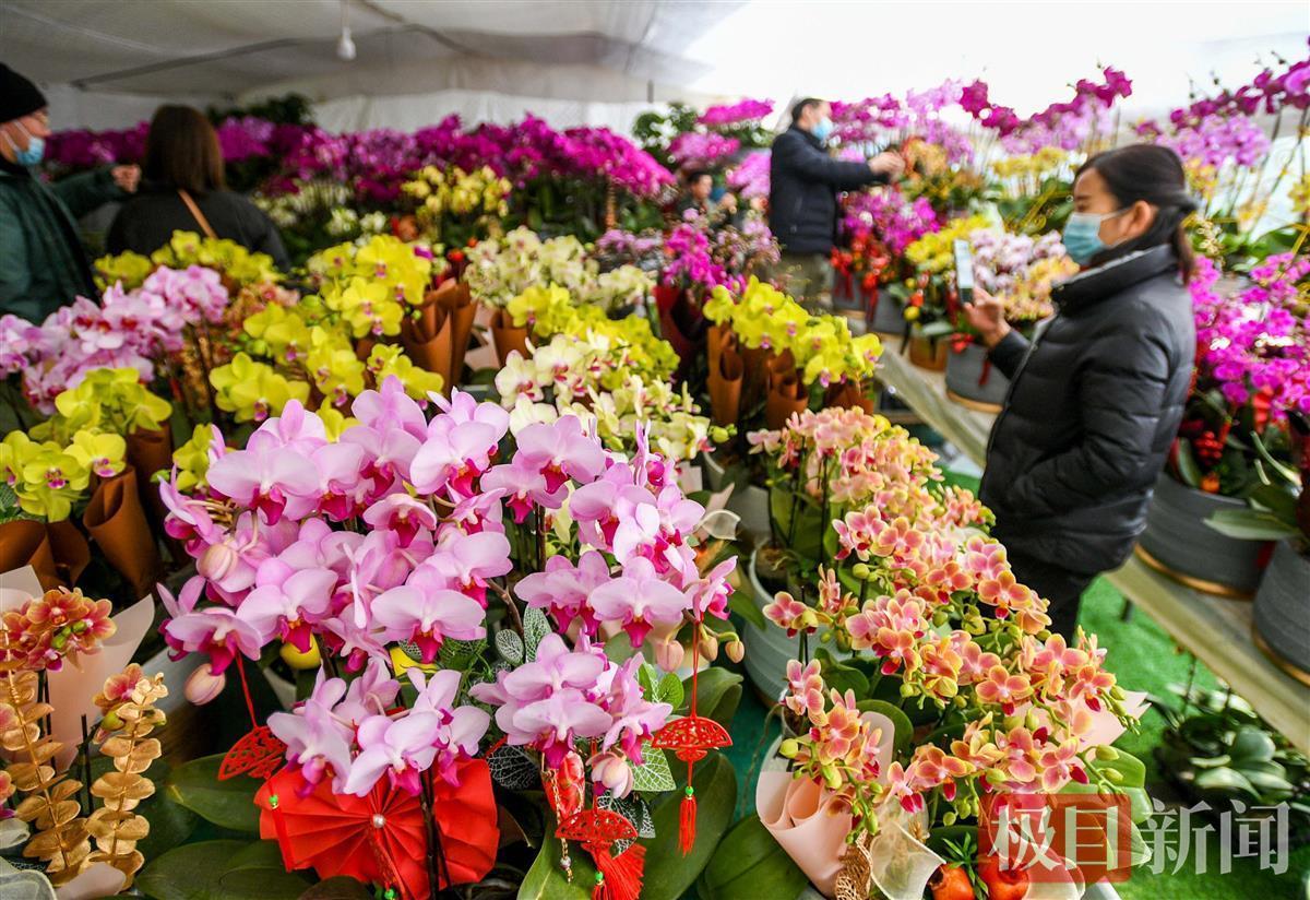 武汉迎春花市图片