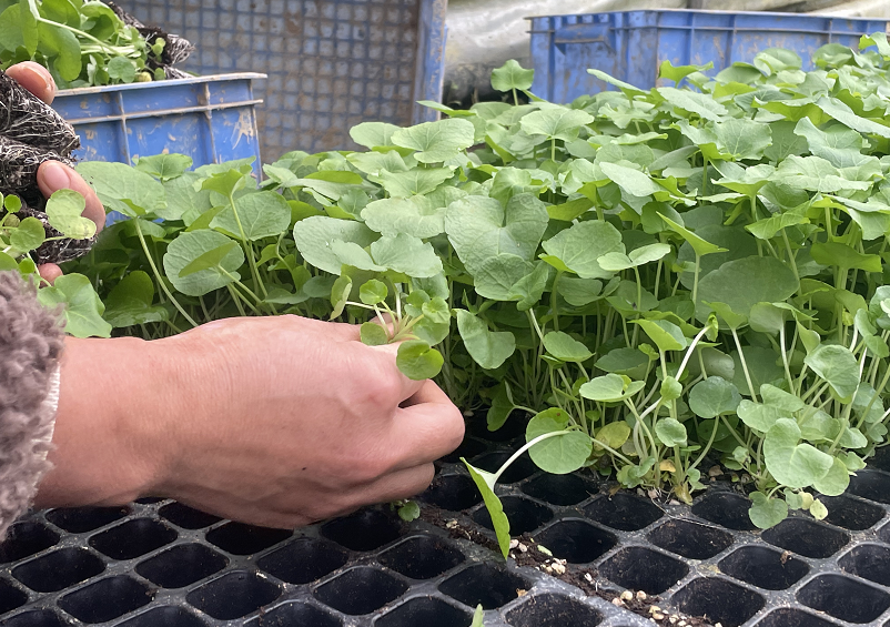 古籍记载的碎米荠富含15种元素在恩施这么吃