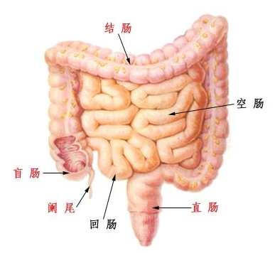 可能记得大肠分为盲肠,升结肠,横结肠,降结肠,乙状结肠和直肠,整个