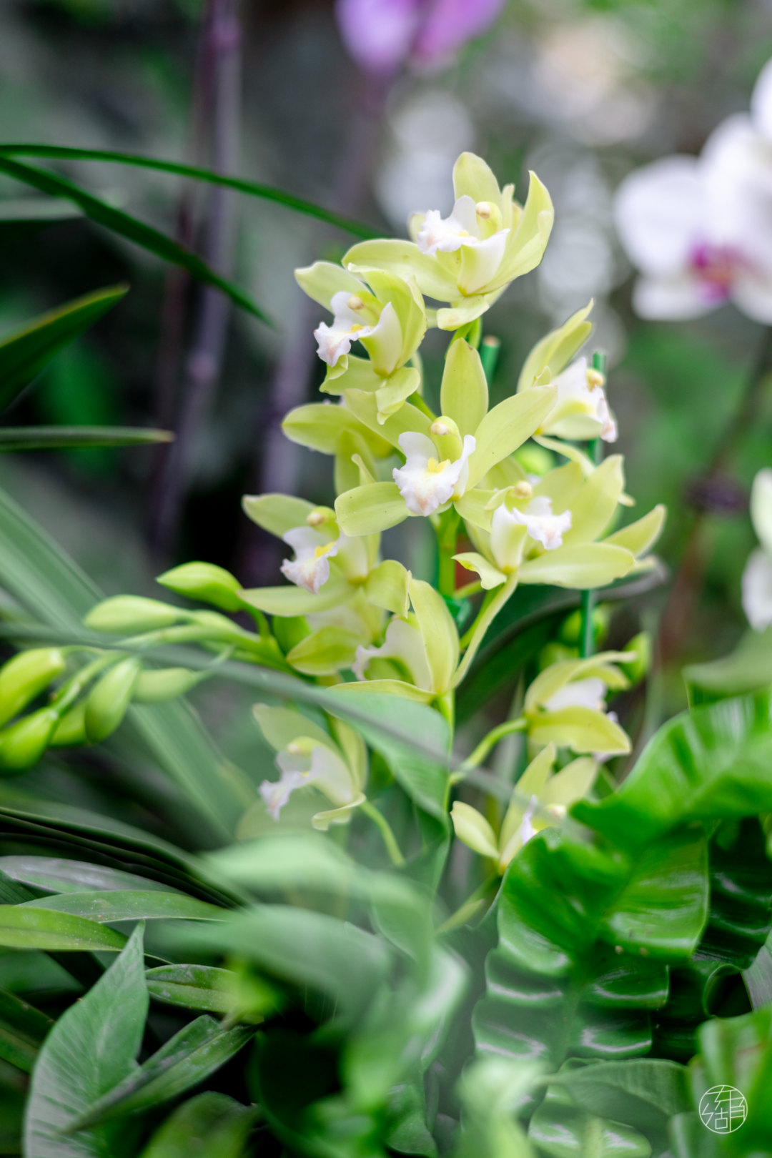 兰花选美大赛武汉植物园兰花展来了