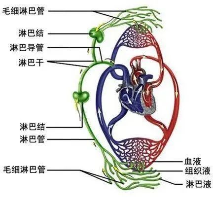 人体淋巴循环示意图图片